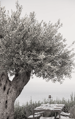 Exterior View - Bostani Bar & Restaurant